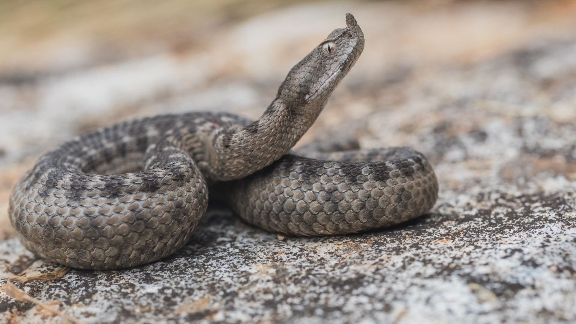 Учени: Змиите могат да изпитват оргазъм