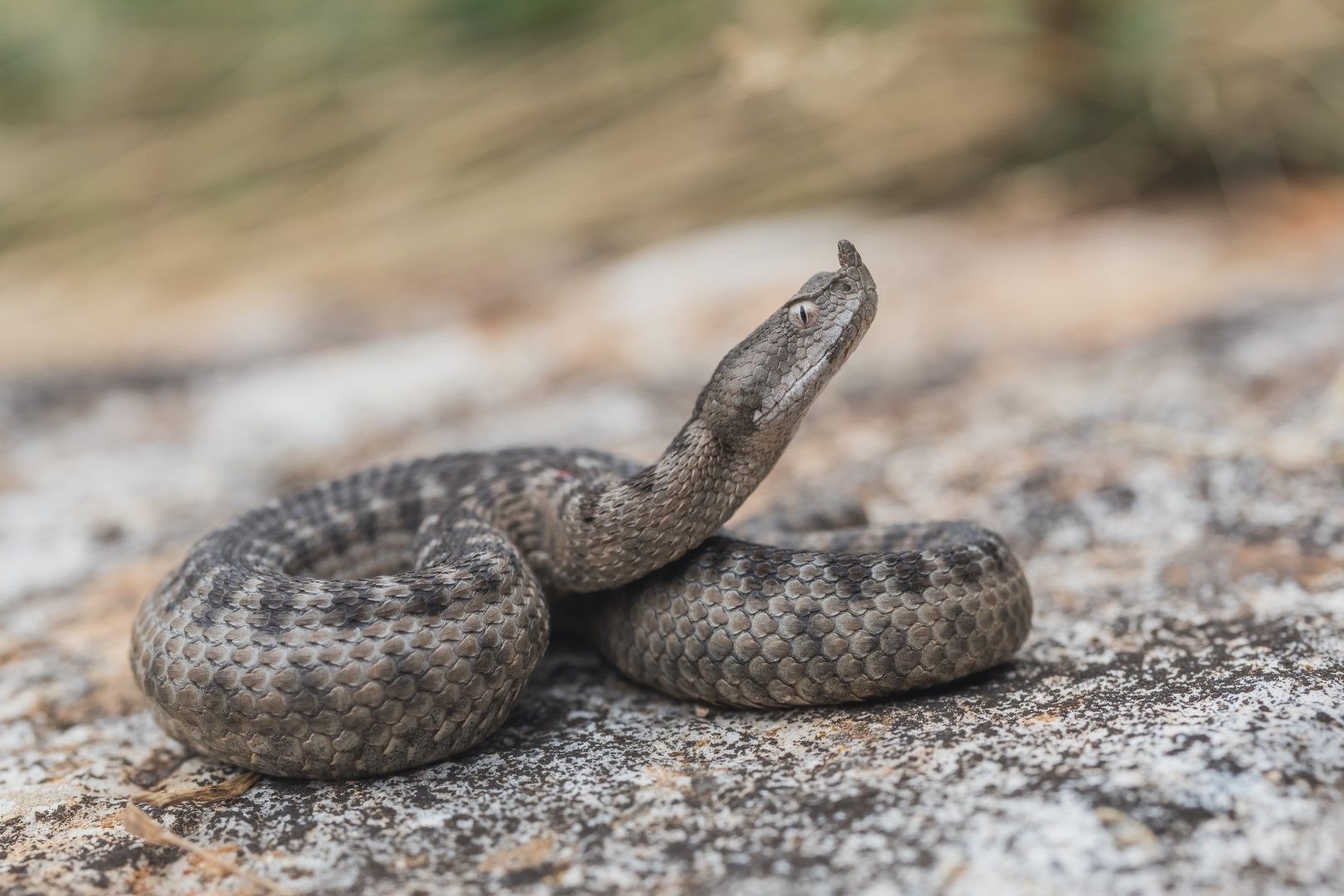 Пепелянката се смята за една от опасните европейски змии