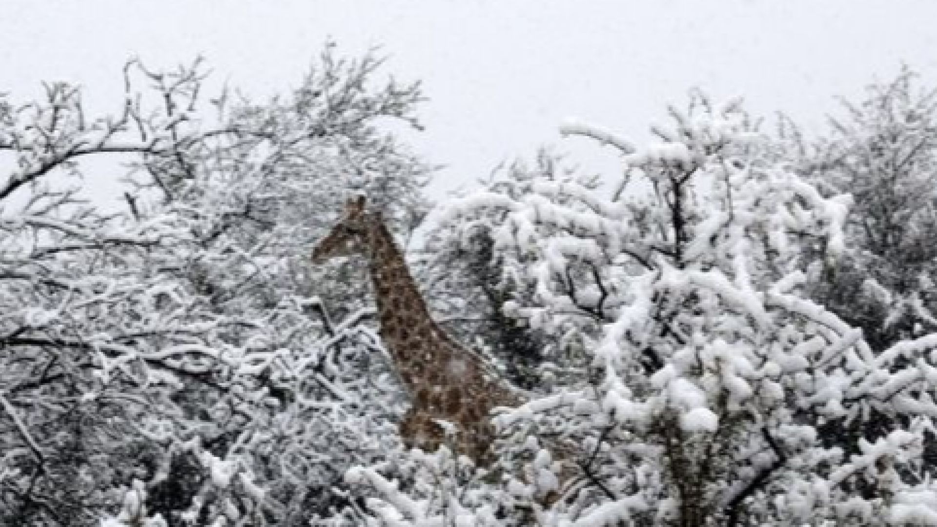 Виждали ли сте някога жираф да гази в сняг Това