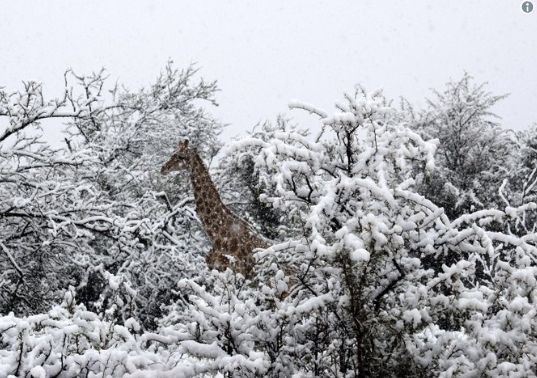 Жираф гази сняг-необичайна картина за Африка