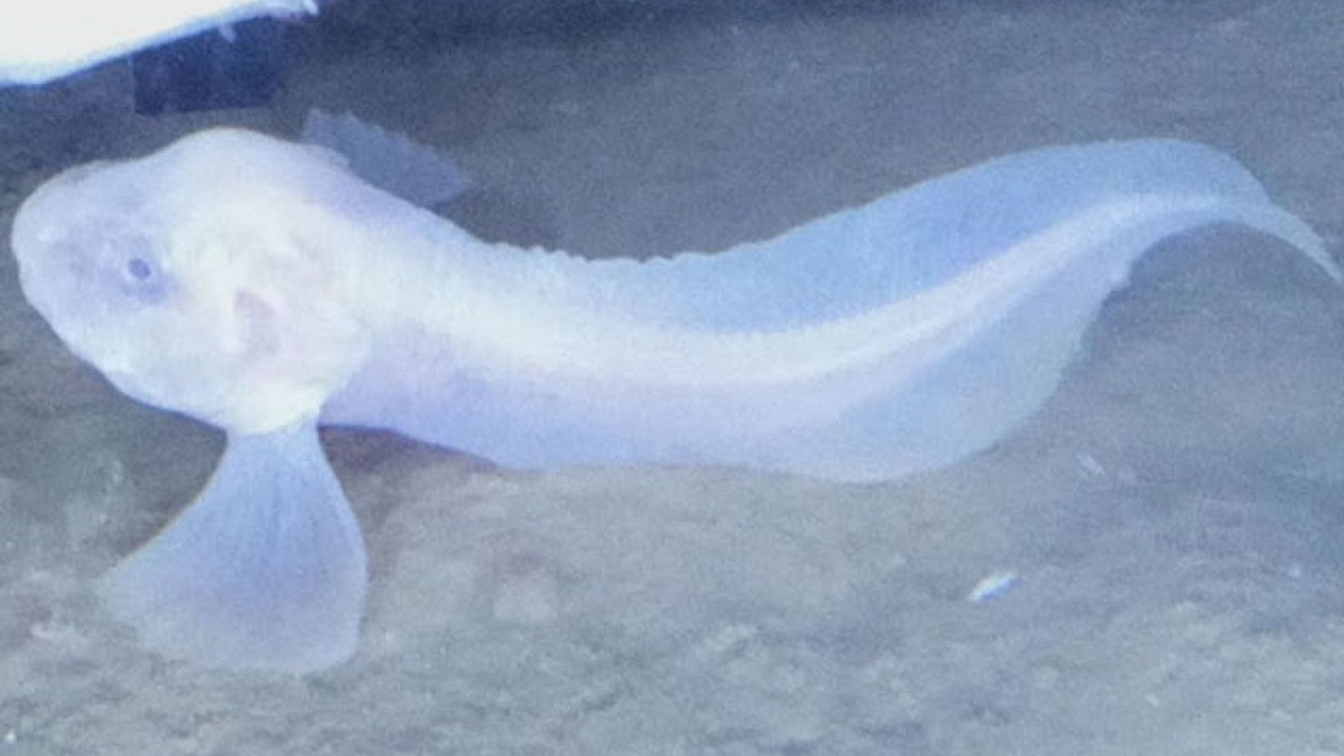 Откриха нов вид странни риби на дъното на Тихия океан