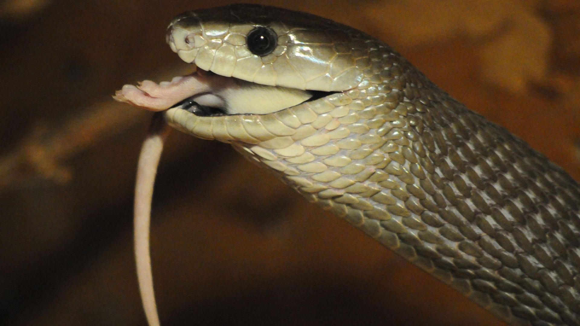 10 човека са били лекувани в клиниката по токсикология към