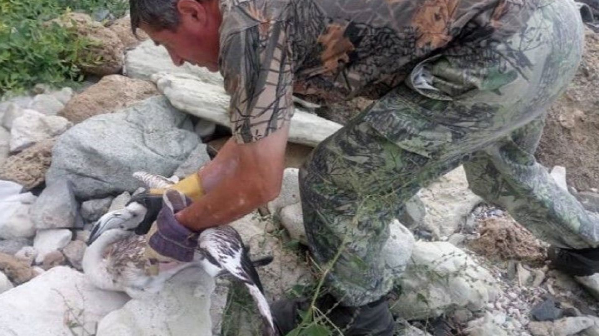 В стабилно състояние е розовото фламинго открито миналата седмица в