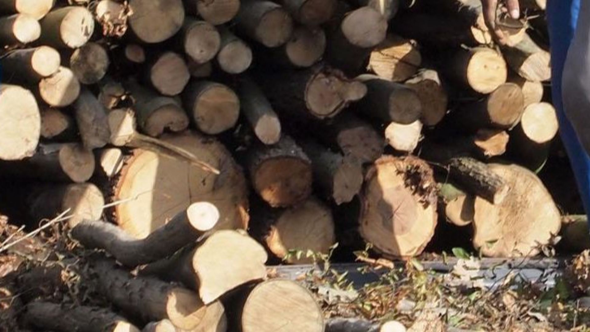 Близо 40 000 лева от незаконен дърводобив са открити в