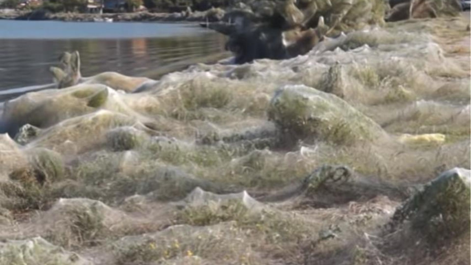 Огромни паяци обвиха гръцки остров в паяжини Необичайното явление се