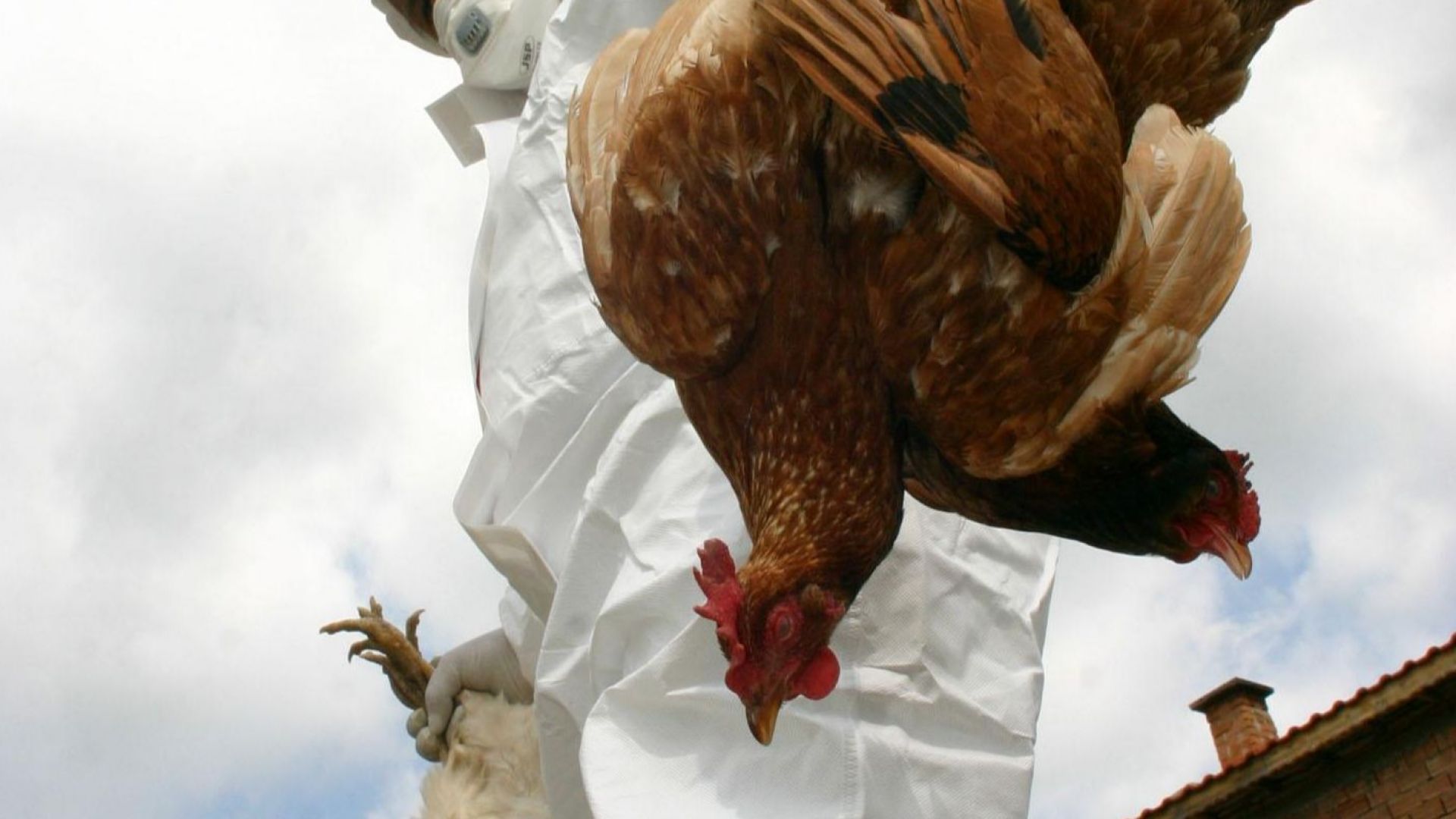 43 000 кокошки носачки от птицеферма в село Трилистник община