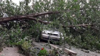  Силен вятър събаря дървета върху коли, 7000 семейства са без ток 