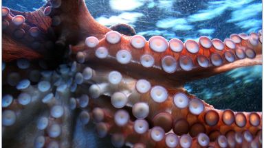 Учени разработиха модел на движенията на пипалата на октоподите