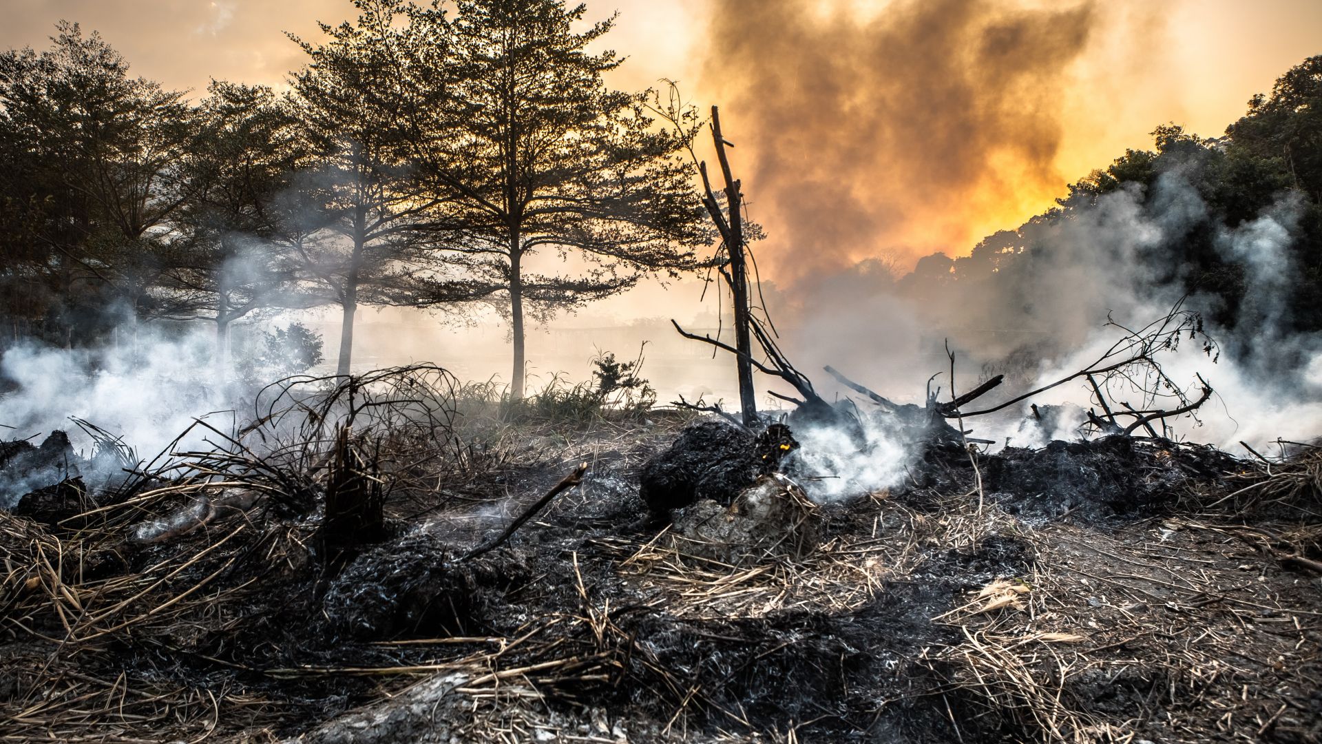 Пожарът който се разгоря във вторник в Благоевградско вече е