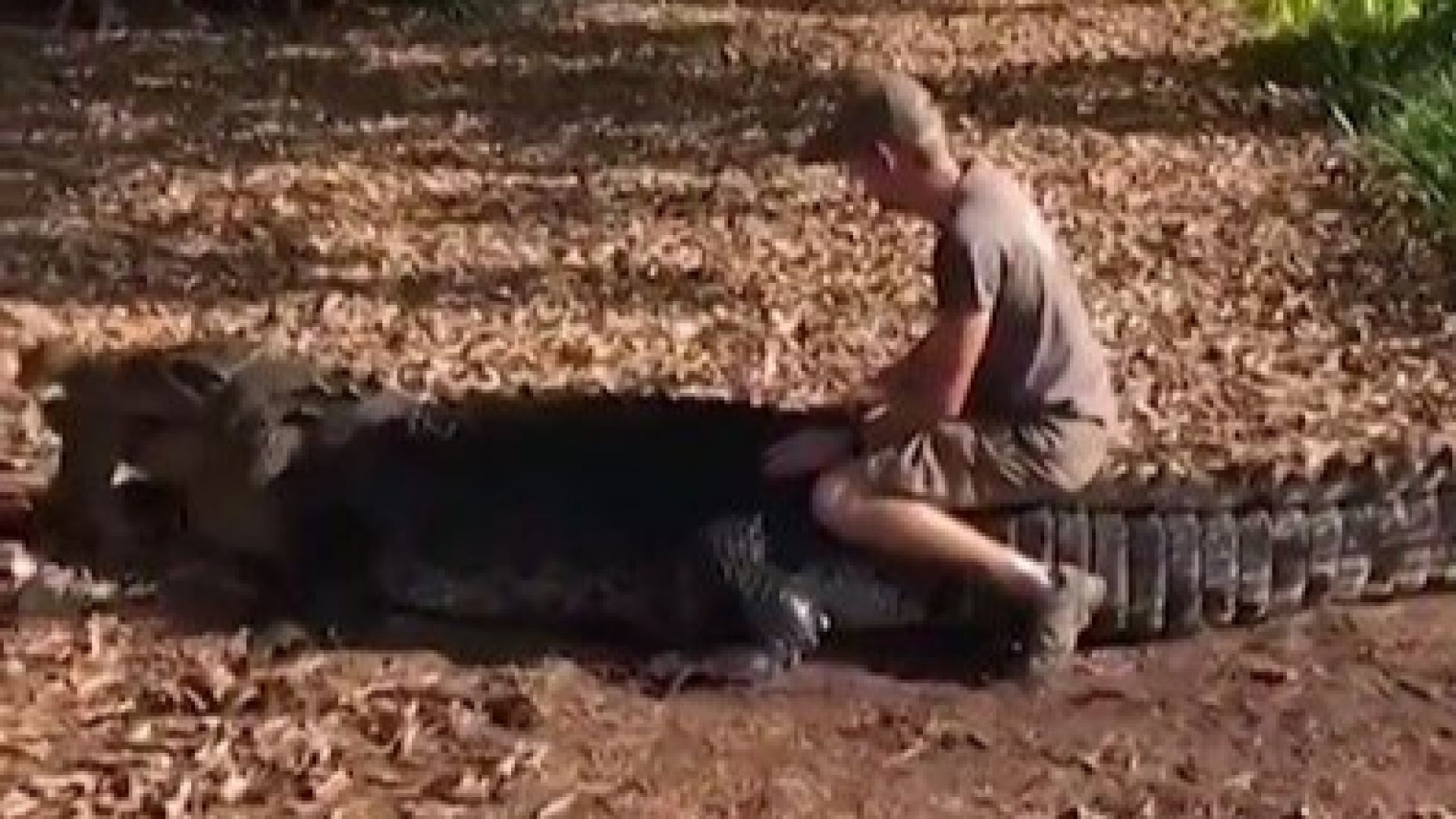 Турист седна върху 5-метров крокодил за снимка (видео)