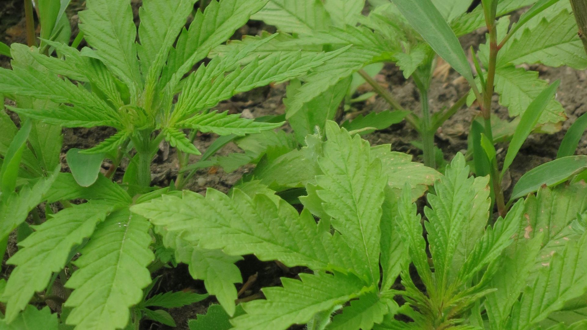 Малки количества марихуана ще могат вече да бъдат внасяни от