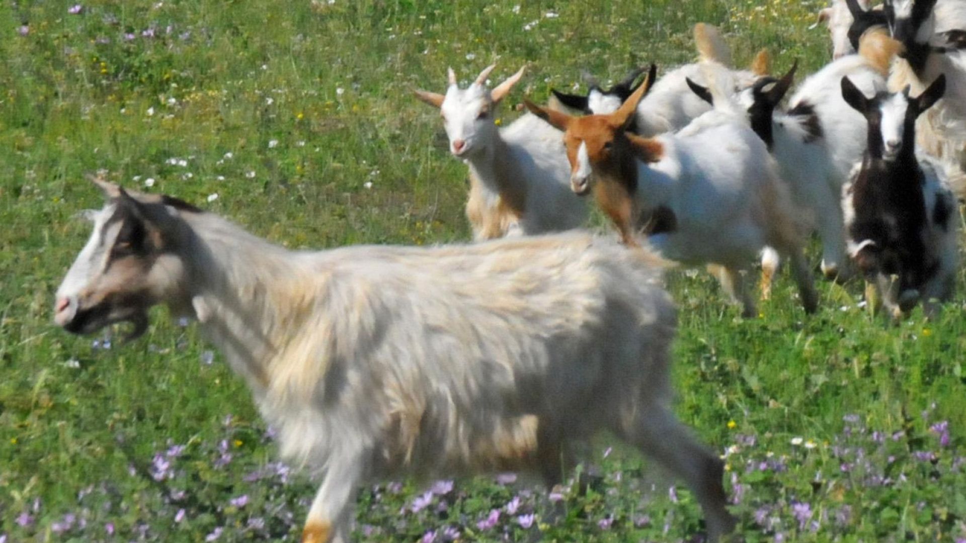 Заради възпрепятстването на ветеринарните власти да ликвидират огнището на чума