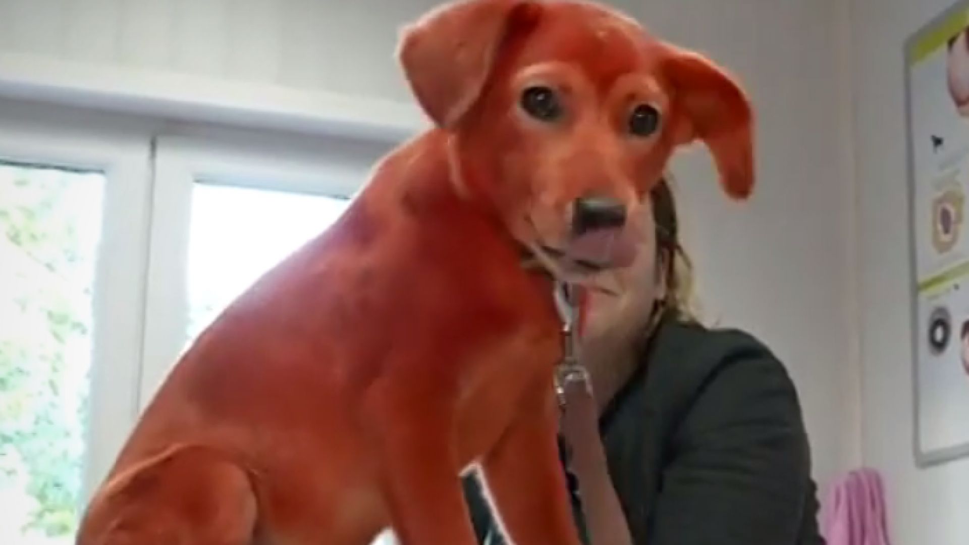 Гавра с животно: Боядисаха бездомно куче с червена боя за коса