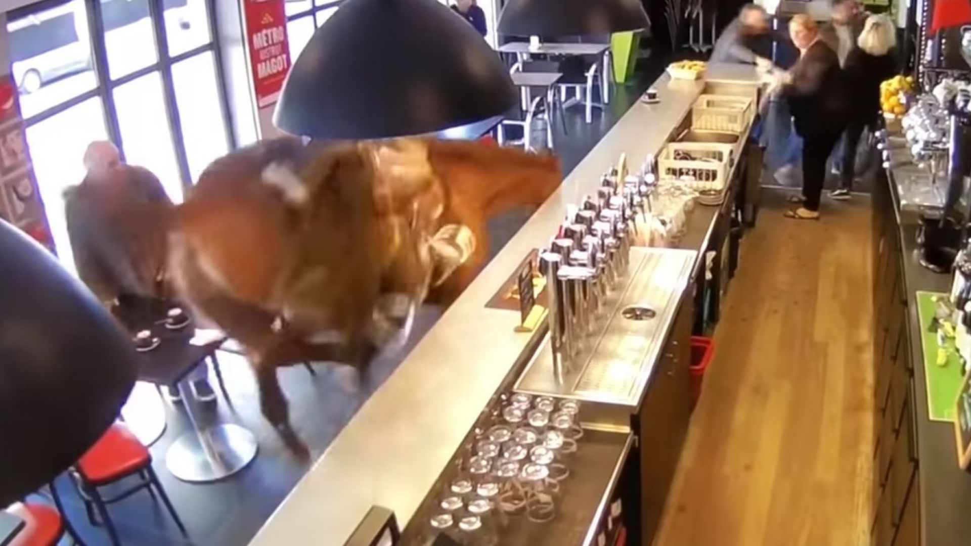 Състезателен кон нахлу във френски бар и препуска сред масите (видео)