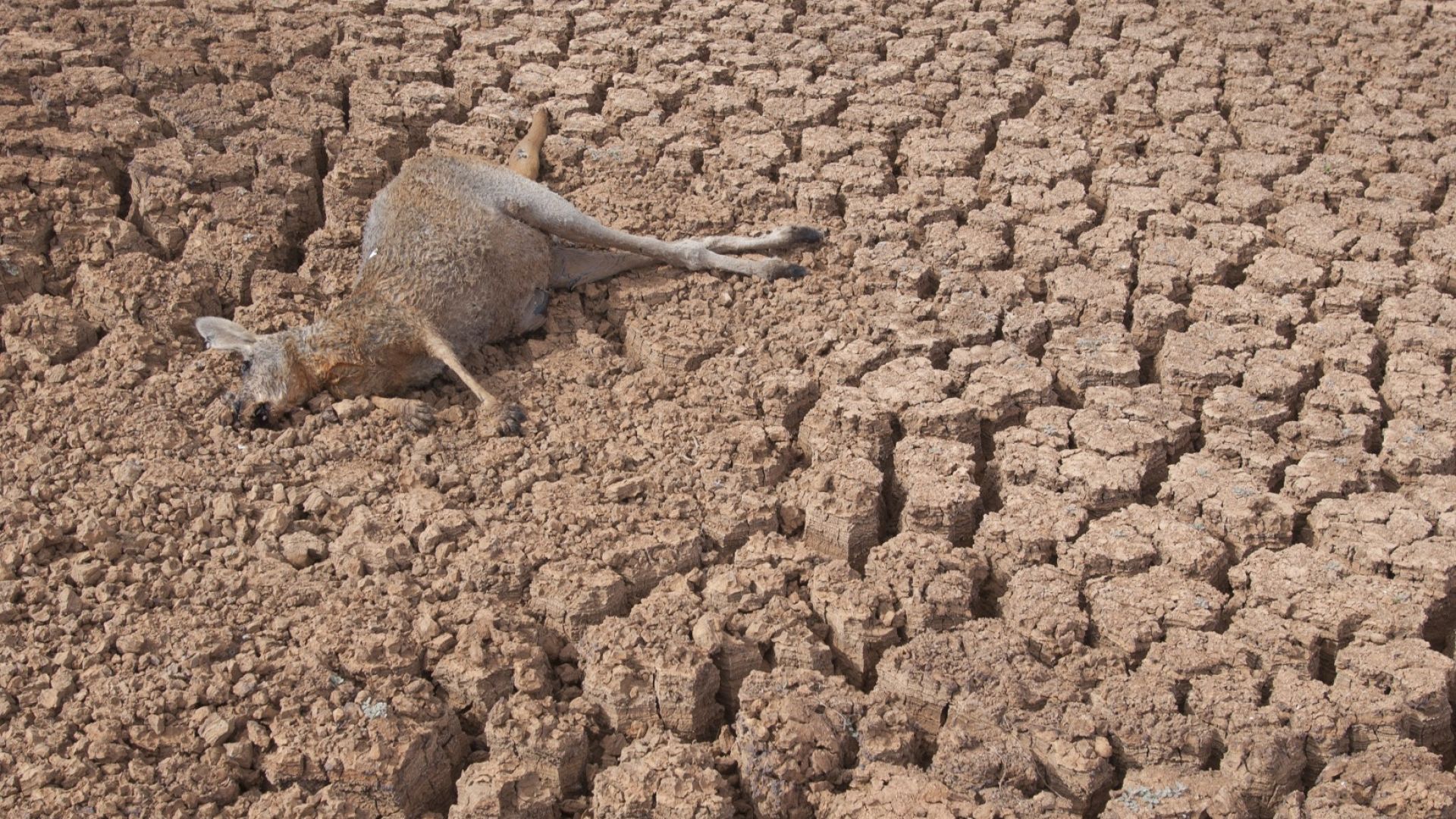 Рекордна суша в  Австралия, задава се и у нас
