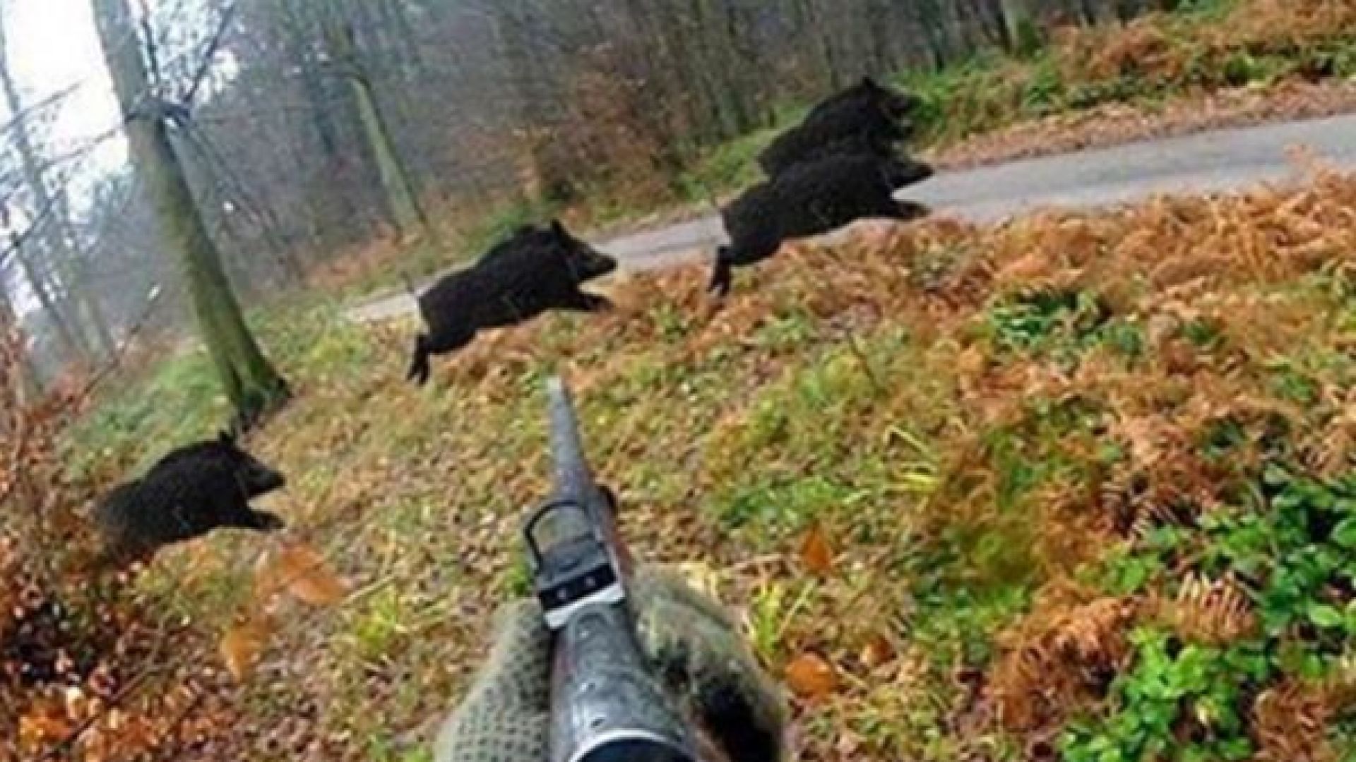 Ограниченията за лов на диви свине падат частично