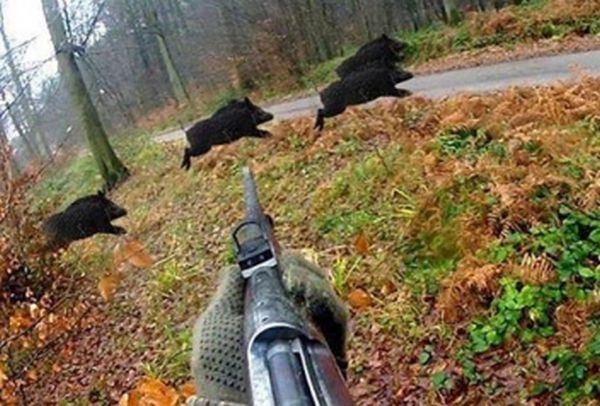 Установена е АЧС при 2 диви прасета, отстреляни в заграждение в община Куклен
