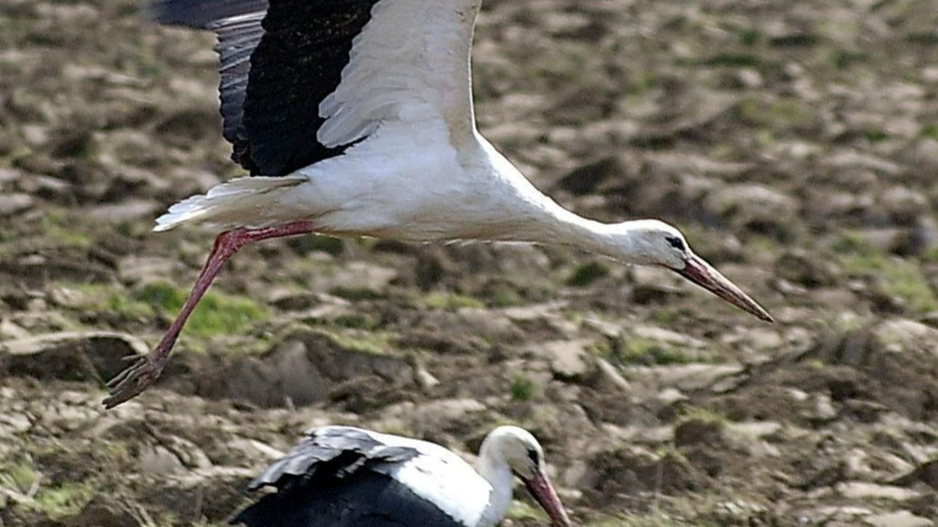 Българската агенция по безопасност на храните БАБХ откри три случаи
