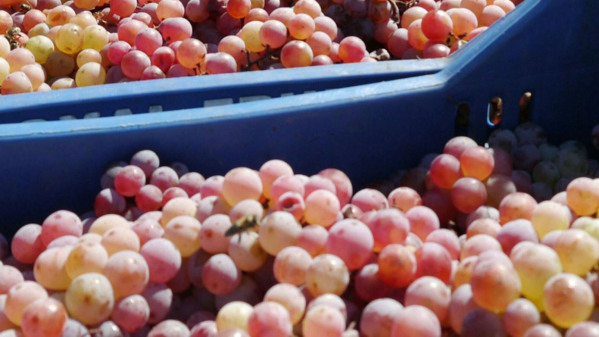 Кризата удари и реколтата от грозде, няма купувачи заради спрелия износ