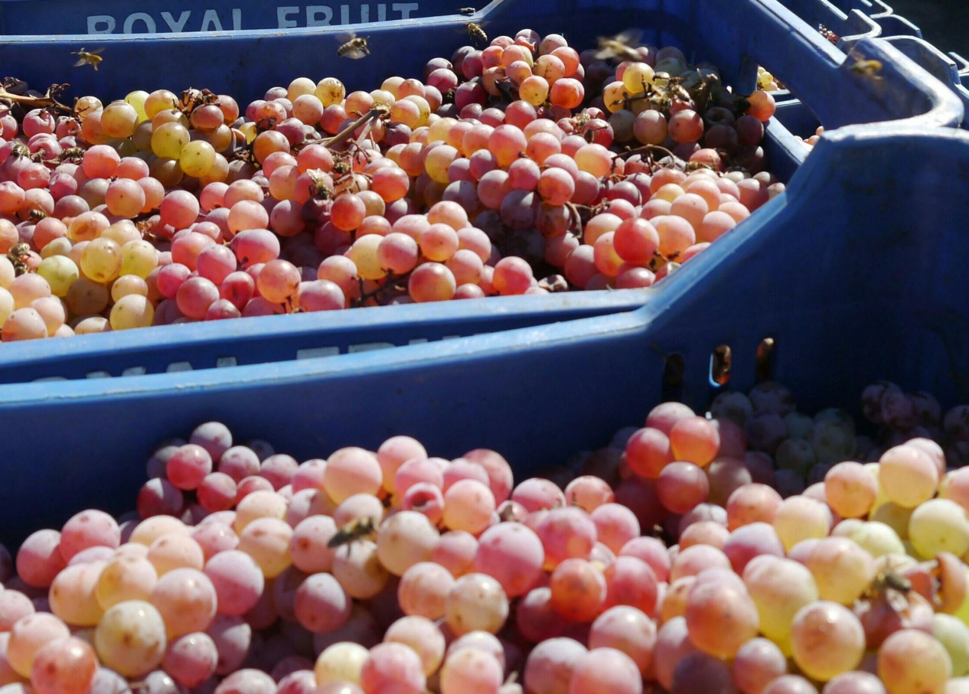 Ниската изкупна цена на продукцията загробва производителите на грозде