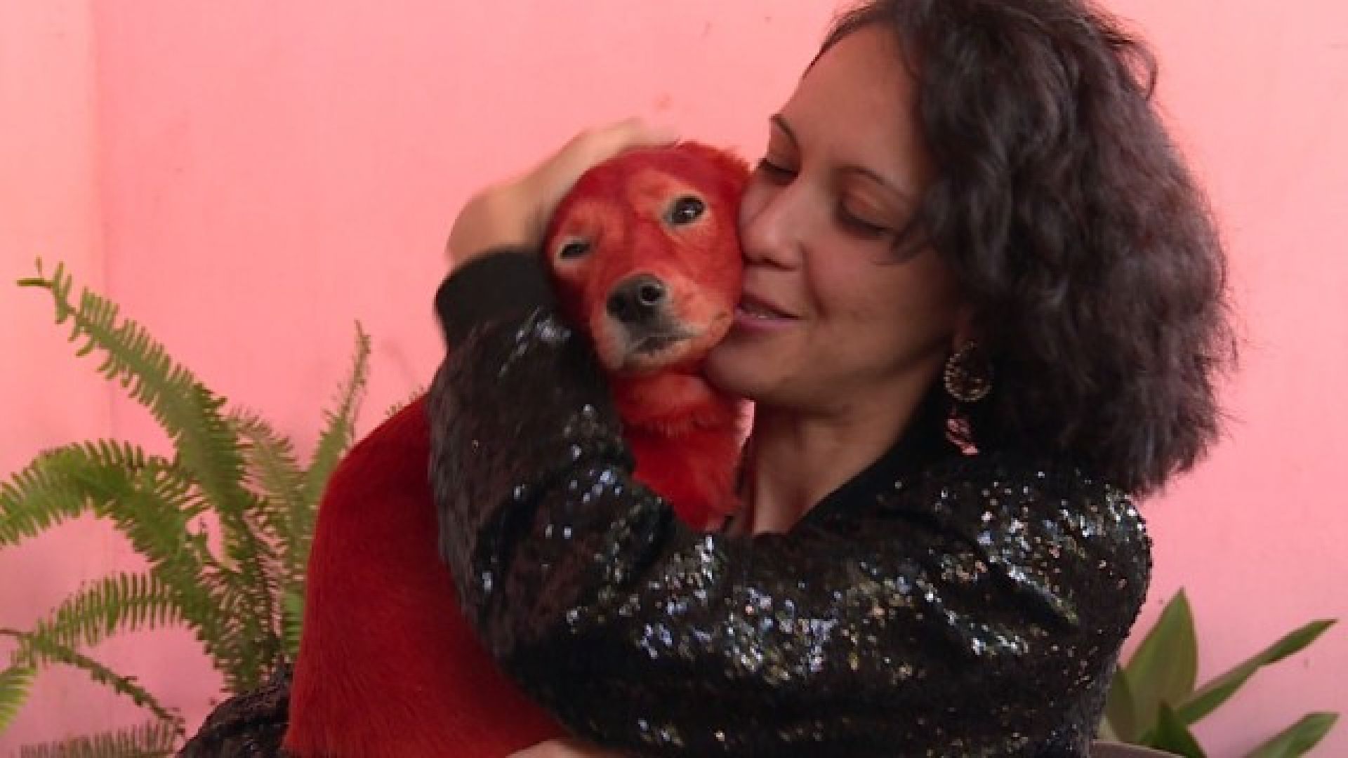 Кучето Реди което беше боядисано с червена боя вече е