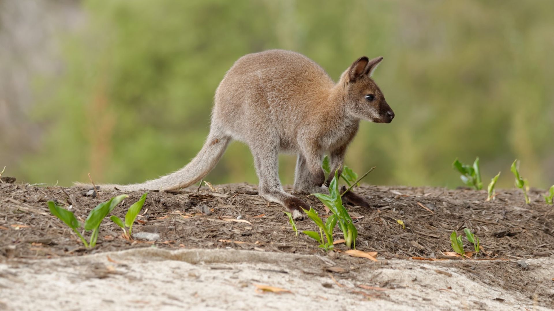 Австралийка пътуваща със семейството си с каравана в Северната територия