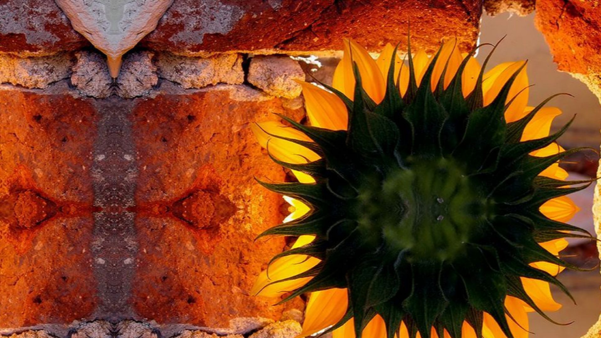 НДК Пациентска организация Глаукома и Институтът за здравно образование ще