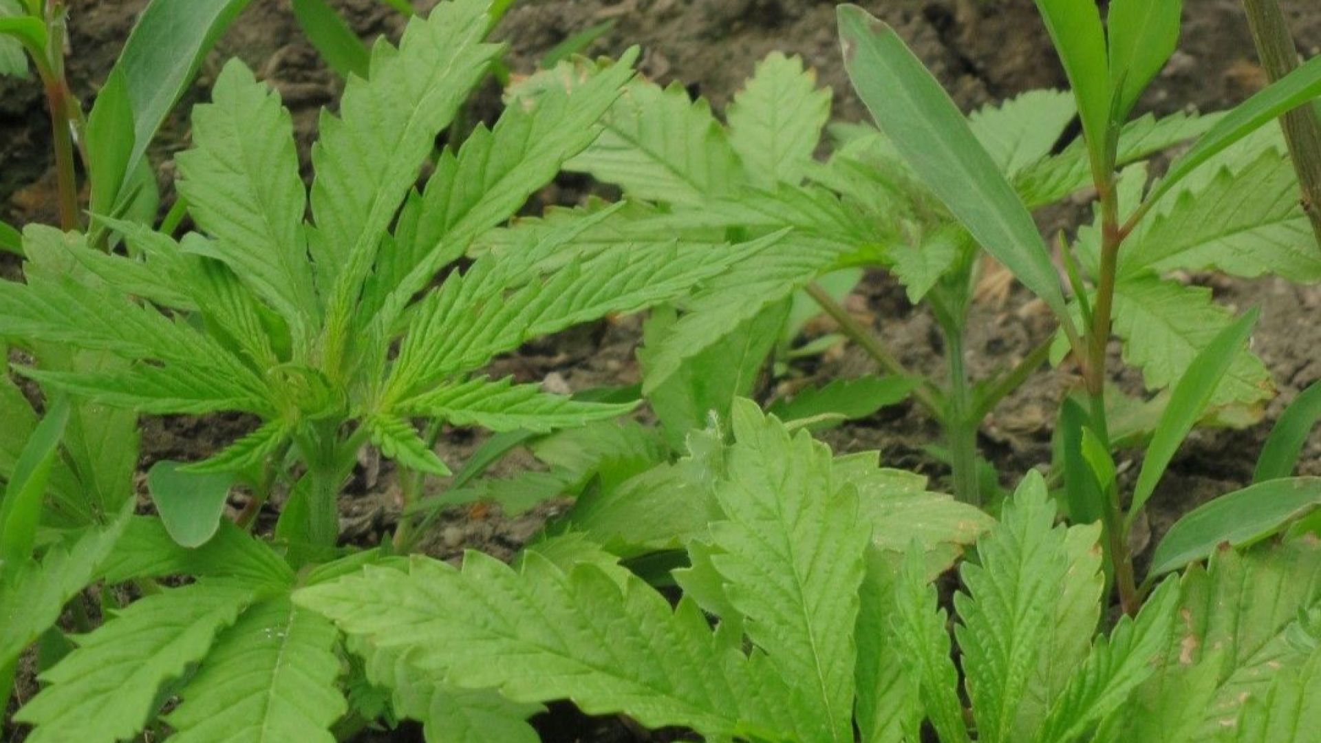 Домашна оранжерия за марихуана откриха полицаи в Русе
