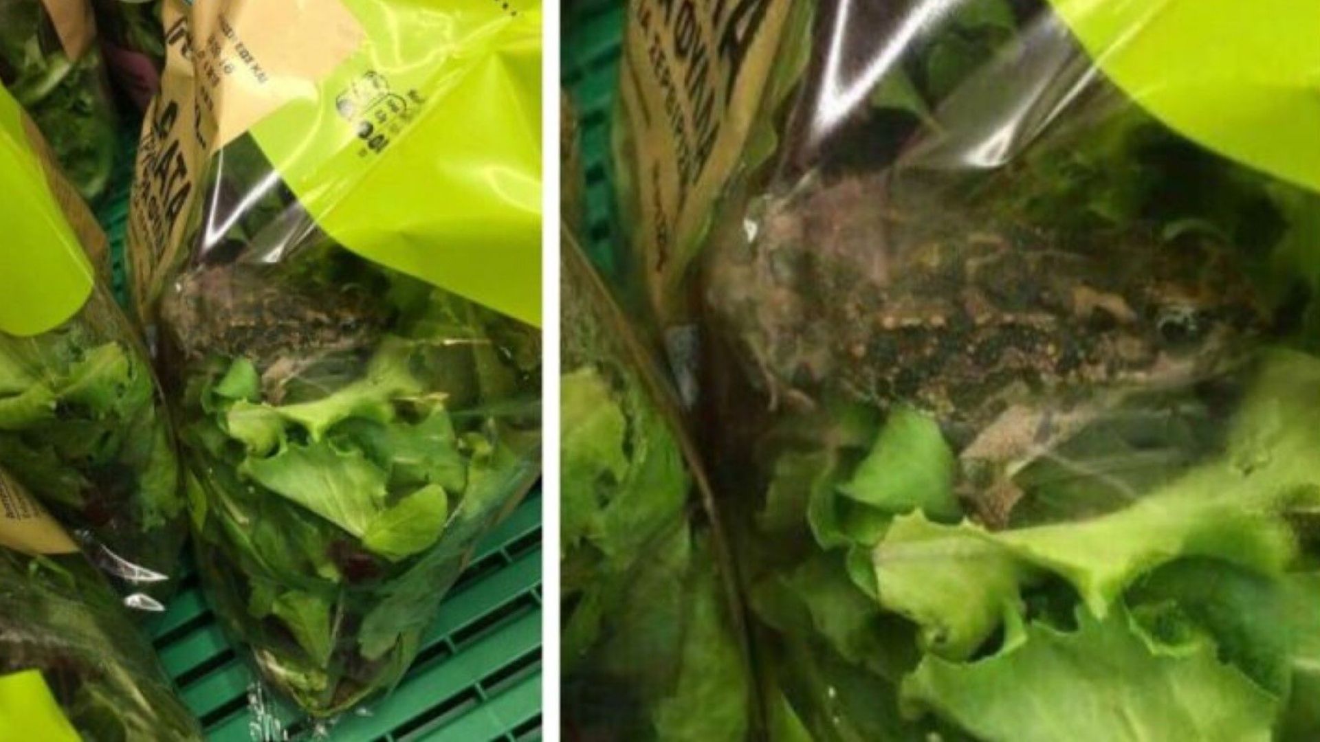 Откриха жива жаба в опакована салата в Гърция (снимки)