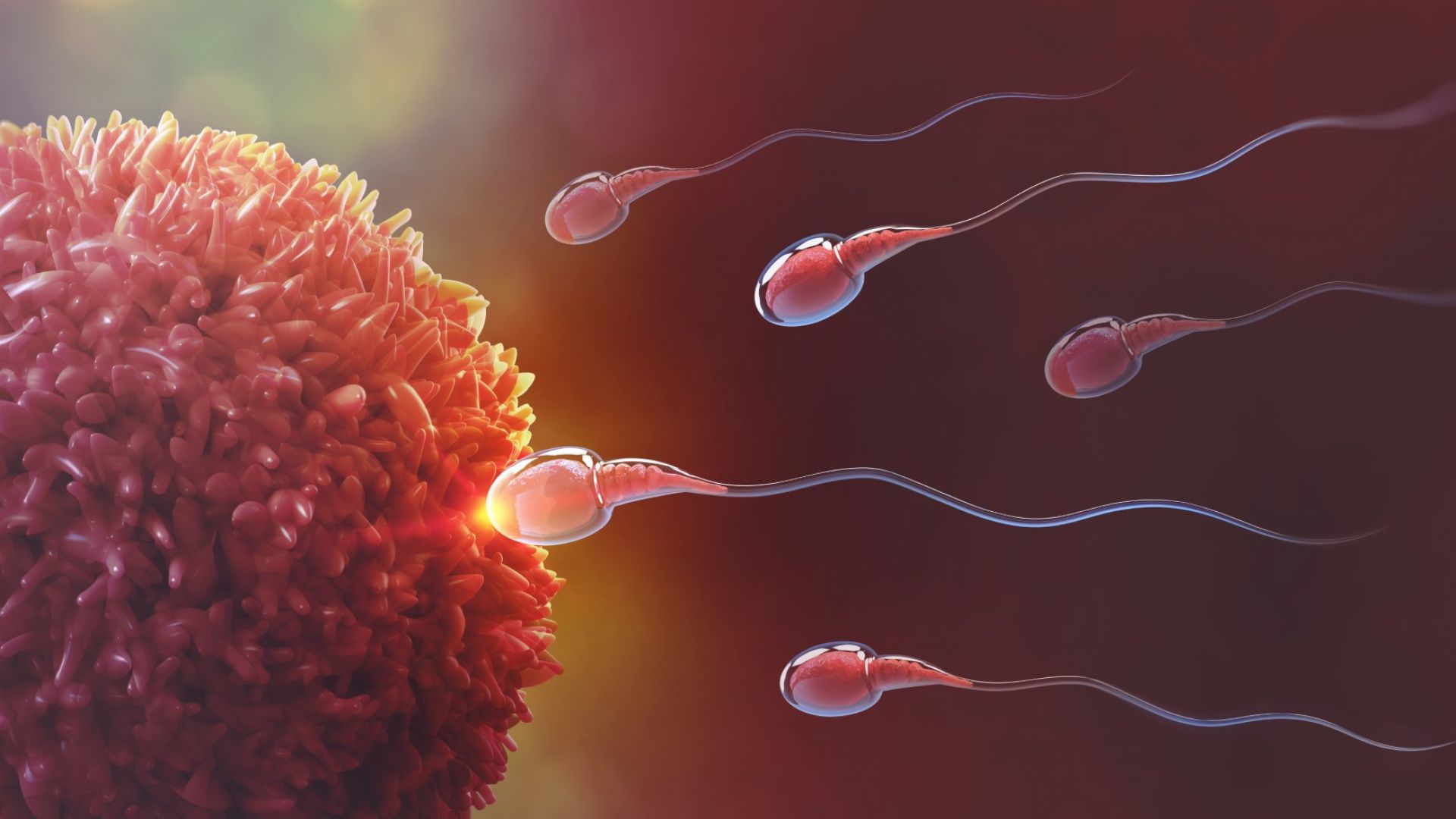 Учените установиха защо броят на сперматозоидите намалява