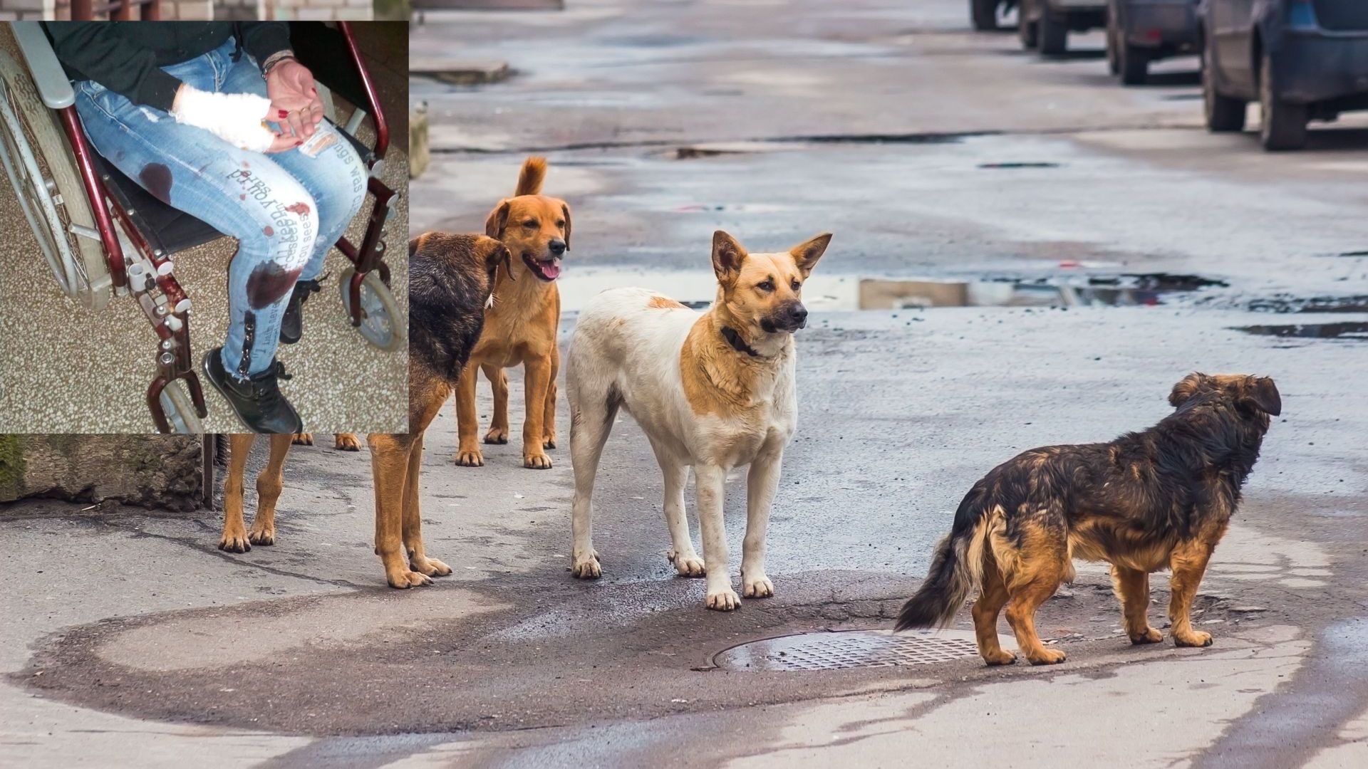 Бездомно куче нападна и жестоко нахапа 33 годишна жена в Пазарджик