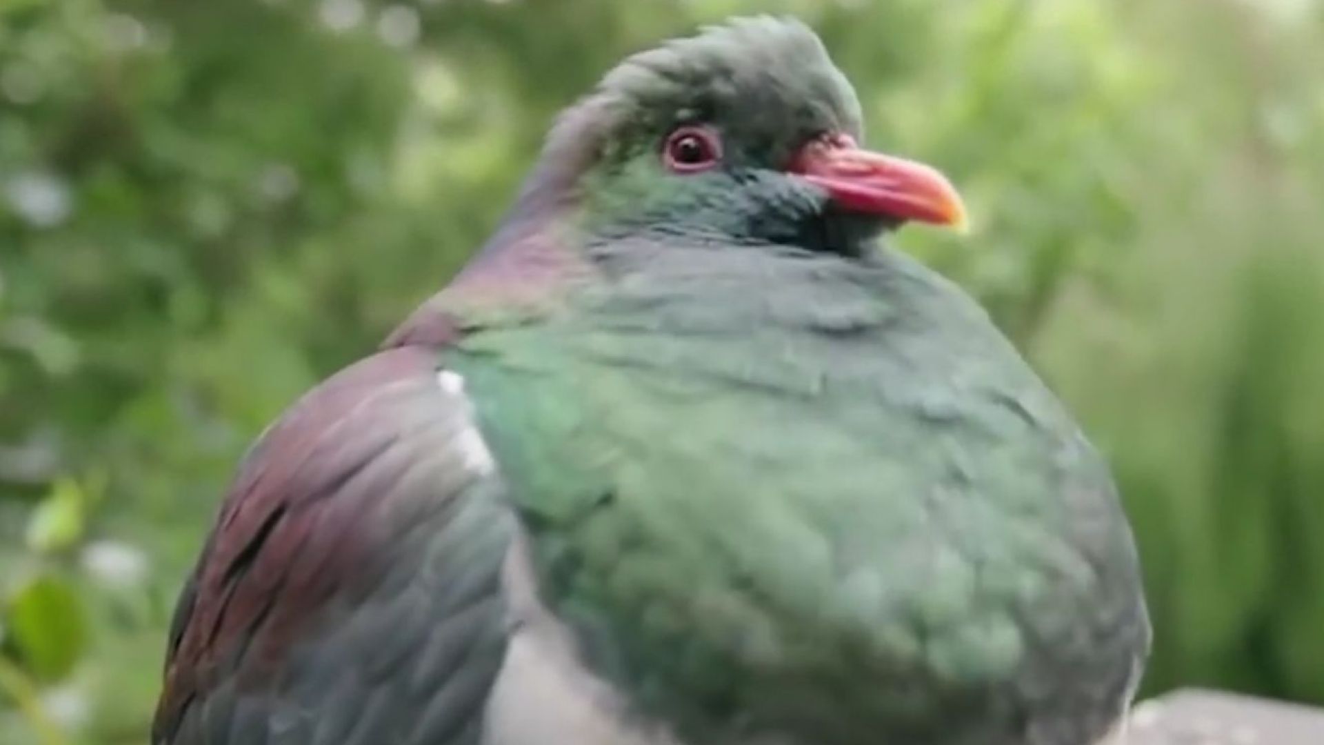 Гълъб със склонност към пиянство избран за Птица на годината в Нова Зеландия