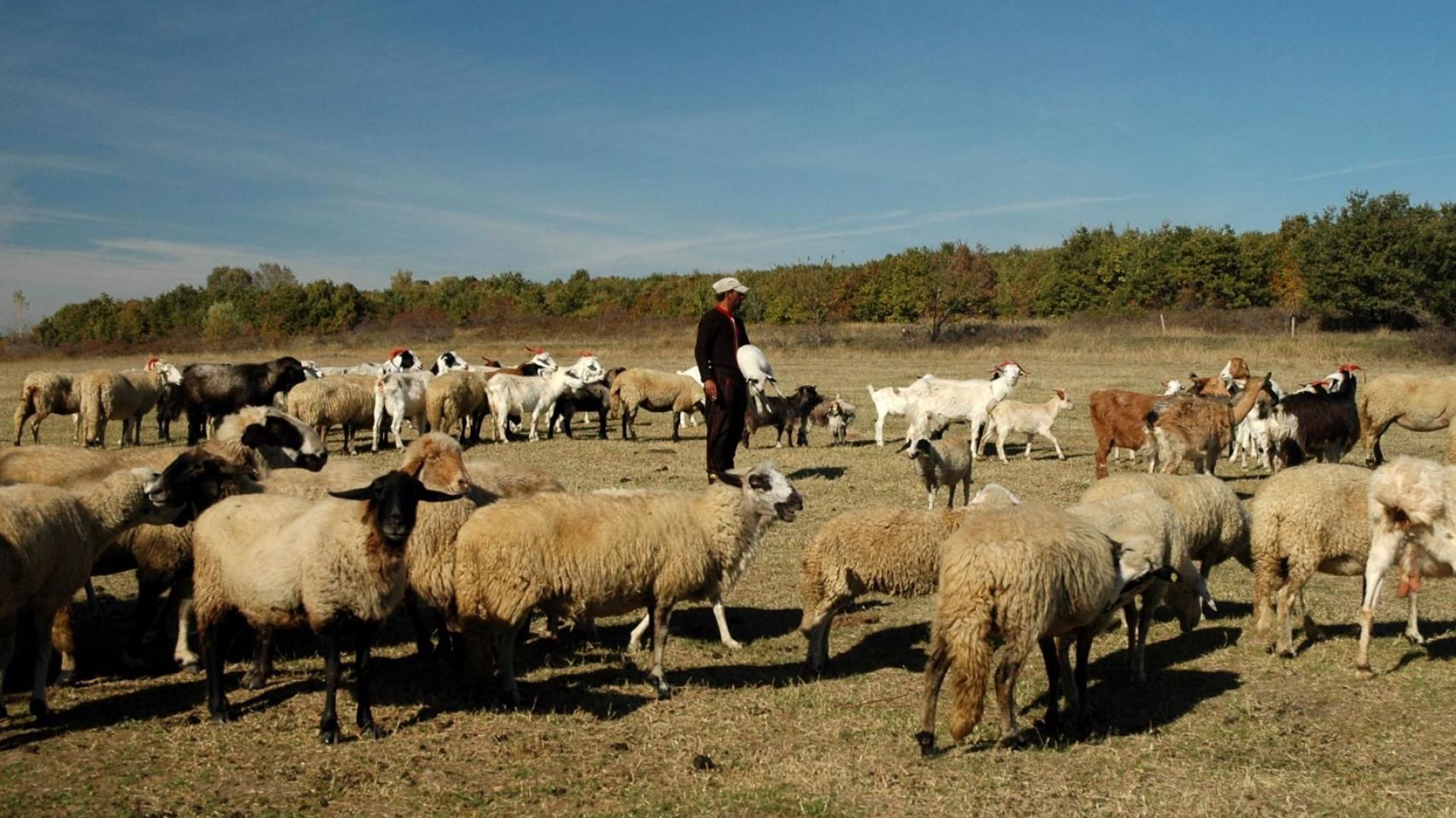 Овчар в Гърция намери 50 хиляди евро в бидон, похарчи само 14 хил.