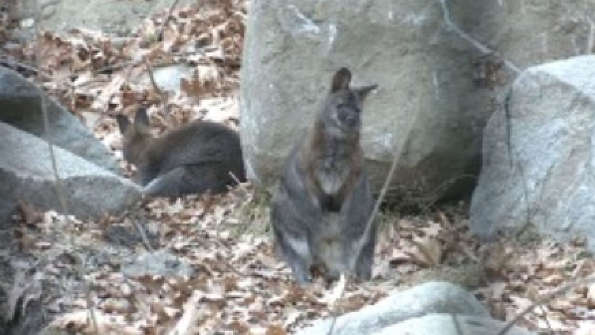 Кенгуруто което избяга от зоопарка в Сандански беше открито невредимо