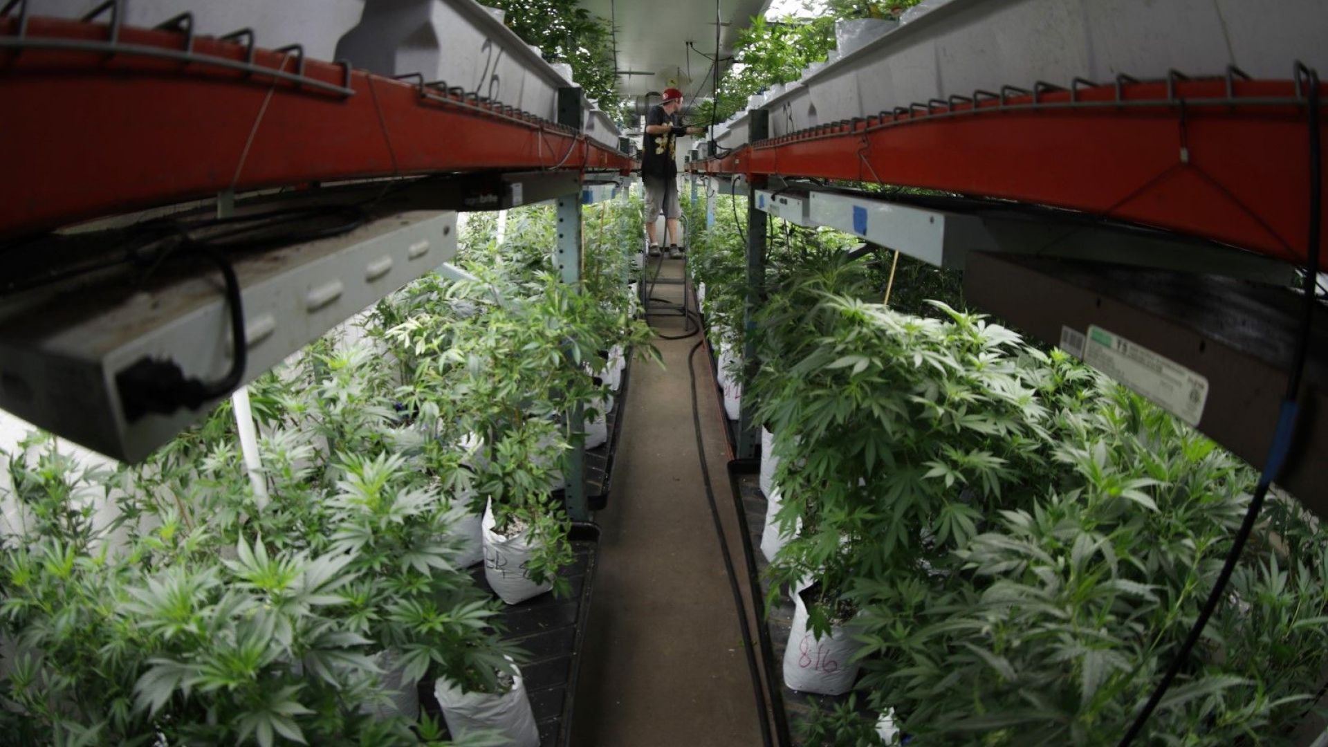 Русия разкритикува легализирането на канабиса в Канада и го определи