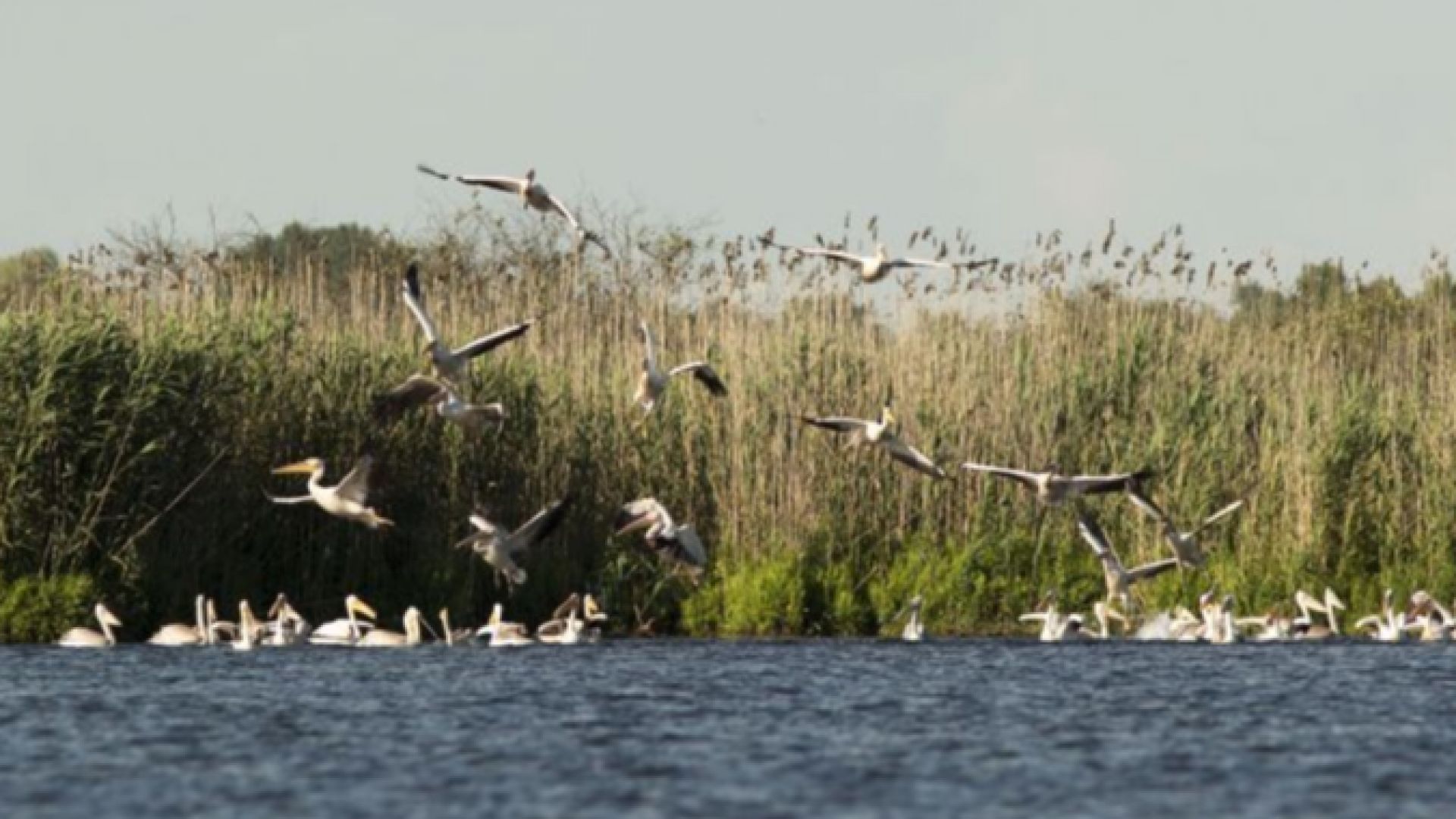 В резервата "Сребърна" отгледаха 100 млади пеликана