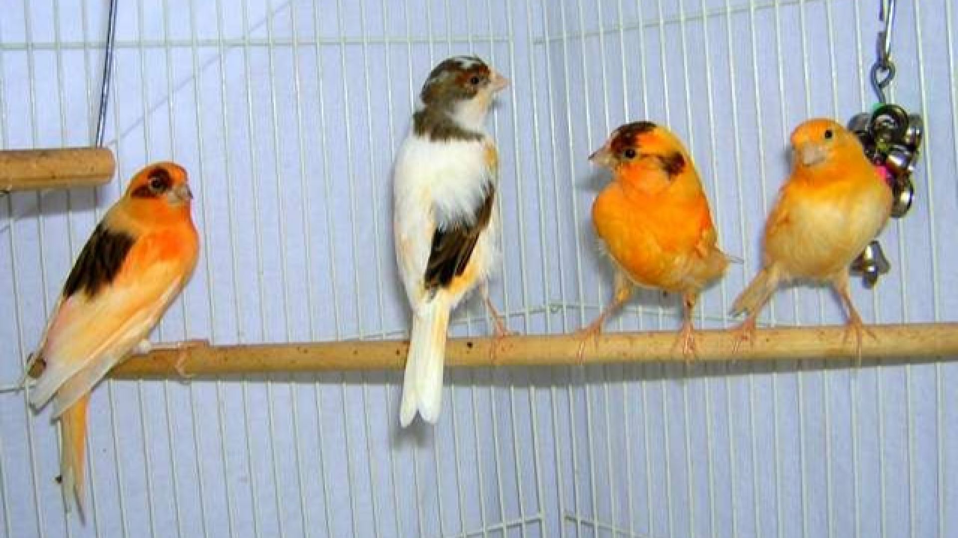 Изложба с над 250 елитни канарчета ще гостува в Бургас