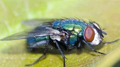 Нови видове мухи, вследствие на промяната на климата