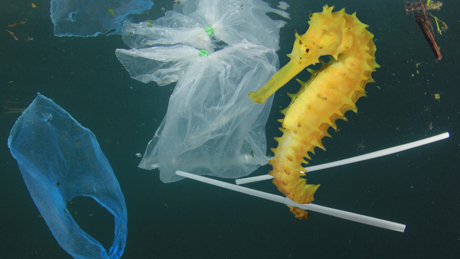 През 2050 г. в морето ще плуват повече пластмасови предмети, отколкото риби