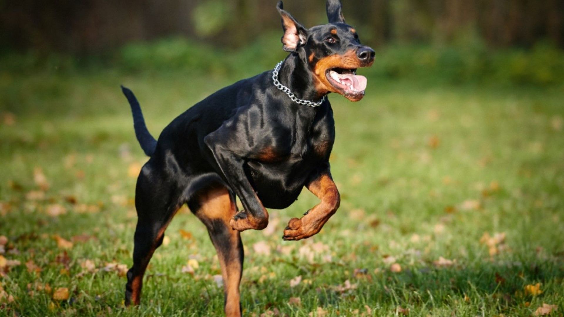 Доберман нападна и нахапа дете от столичното 18 то СОУ Уилям