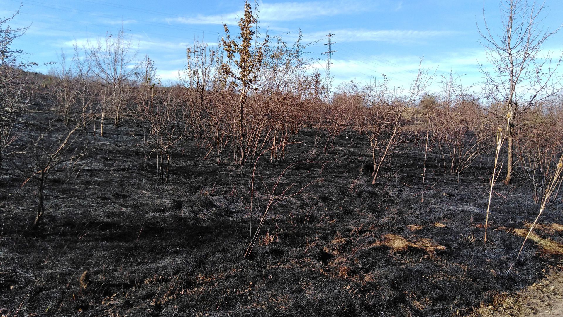 Пожарът който избухна около 12 30 часа на обяд край София