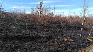 Пожарът край София е изгасен, само че огнеборци ще пазят цяла нощ 