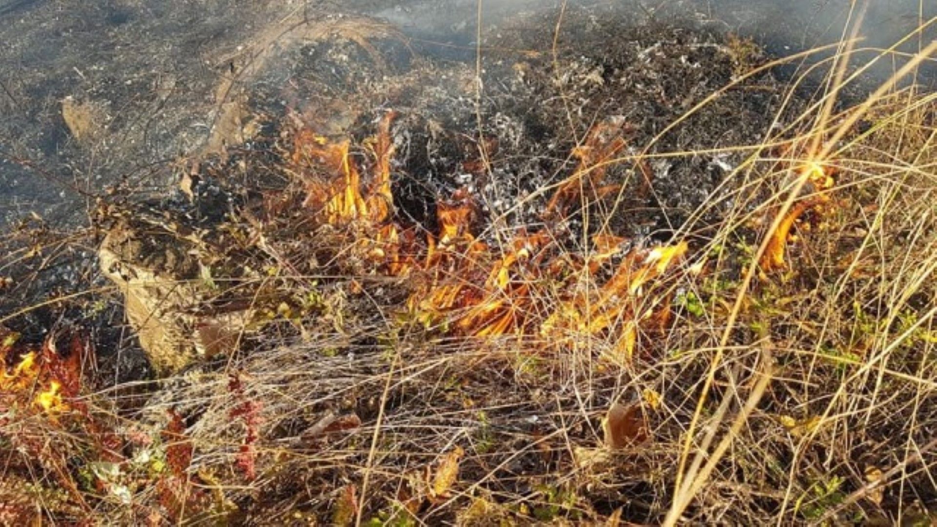 Пожар пламна в района на 72 73 ти километър от магистрала Тракия
