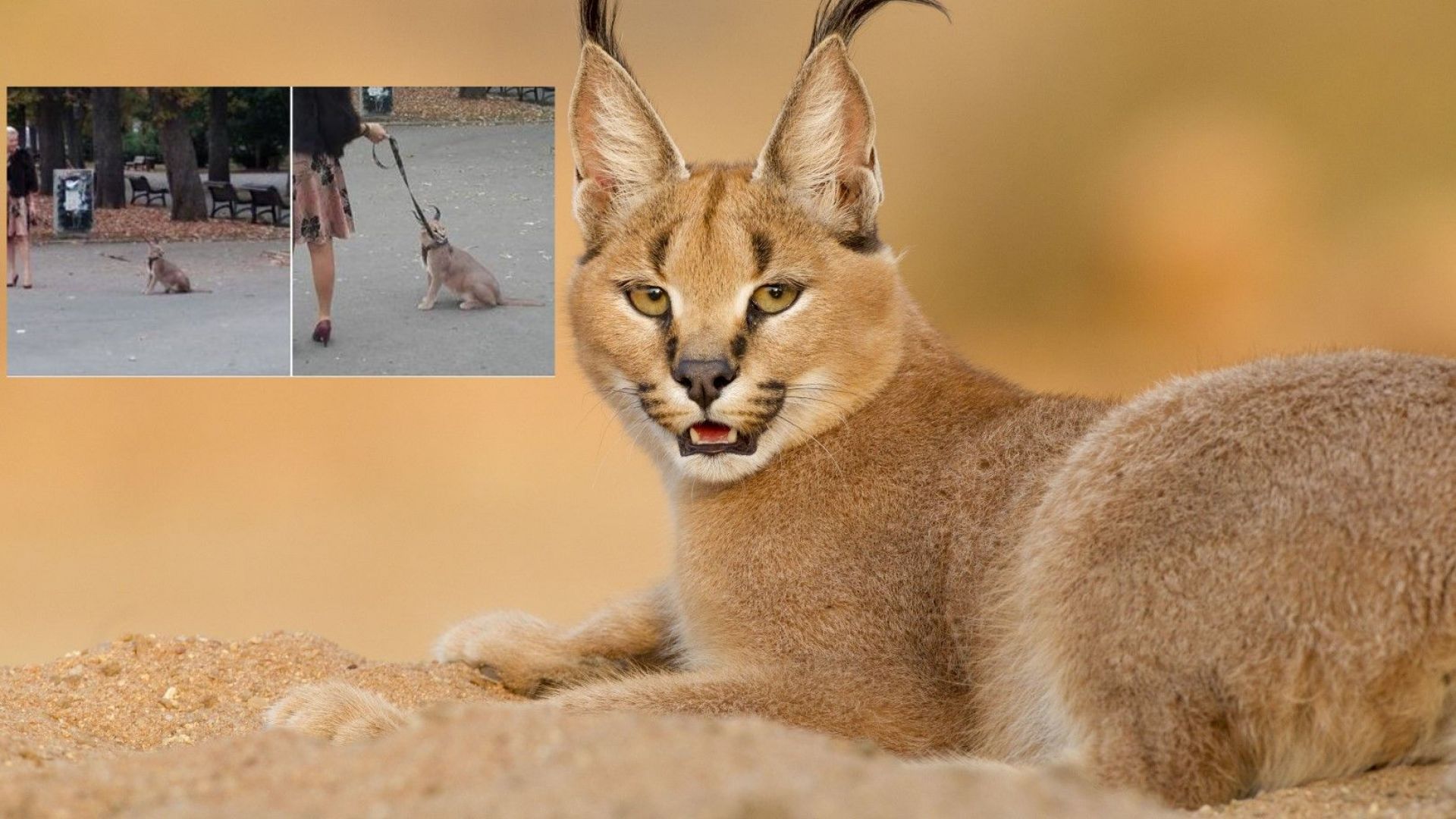 Млада столичанка събуди любопитството на разхождащите се в Борисовата градина