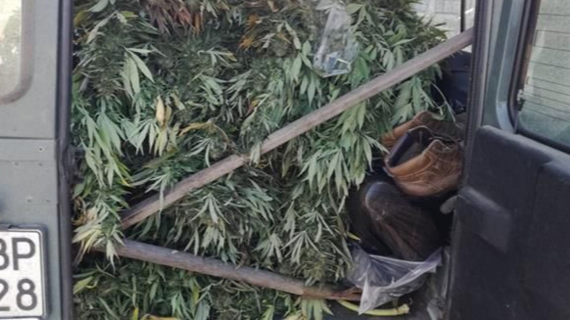 Над 40 кг канабис са иззети при спецакции на територията