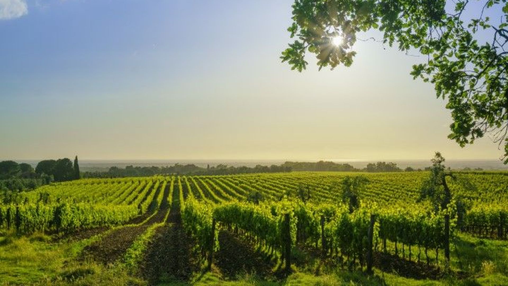 Италианското правителство иска да насърчи раждаемостта като предлага земеделска земя