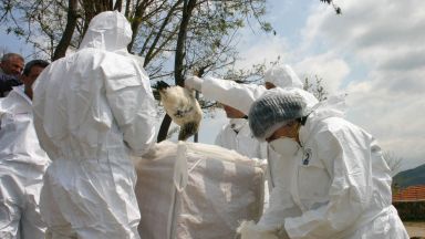 Нови огнища на птичи грип в Пловдивско и в Хасковско