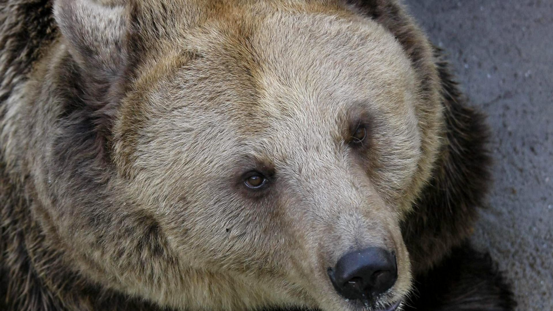 Най възрастният обитател на парка за танцуващи мечки край Белица