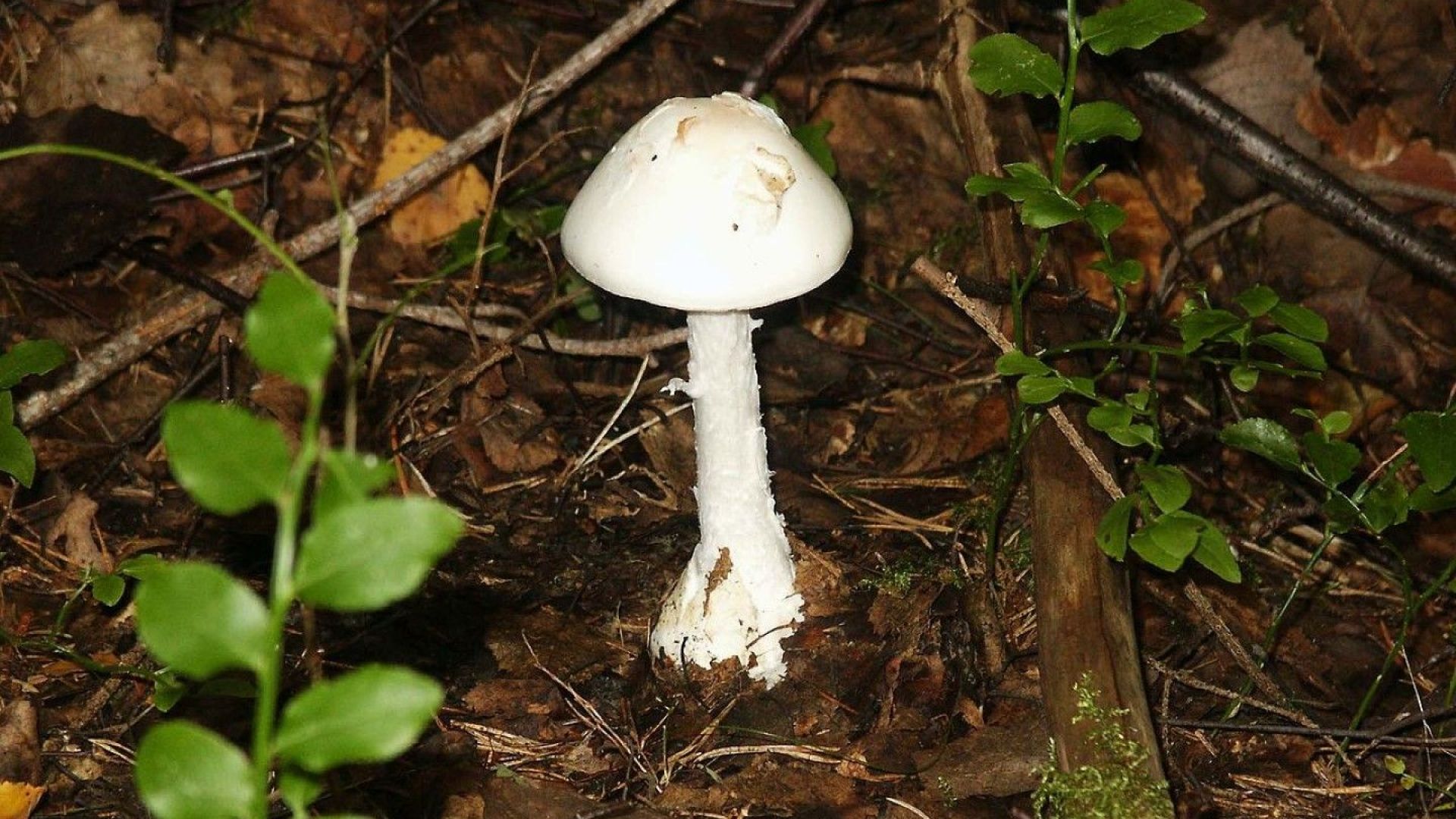 Мъж почина след натравяне с гъби съобщиха от неделинското село