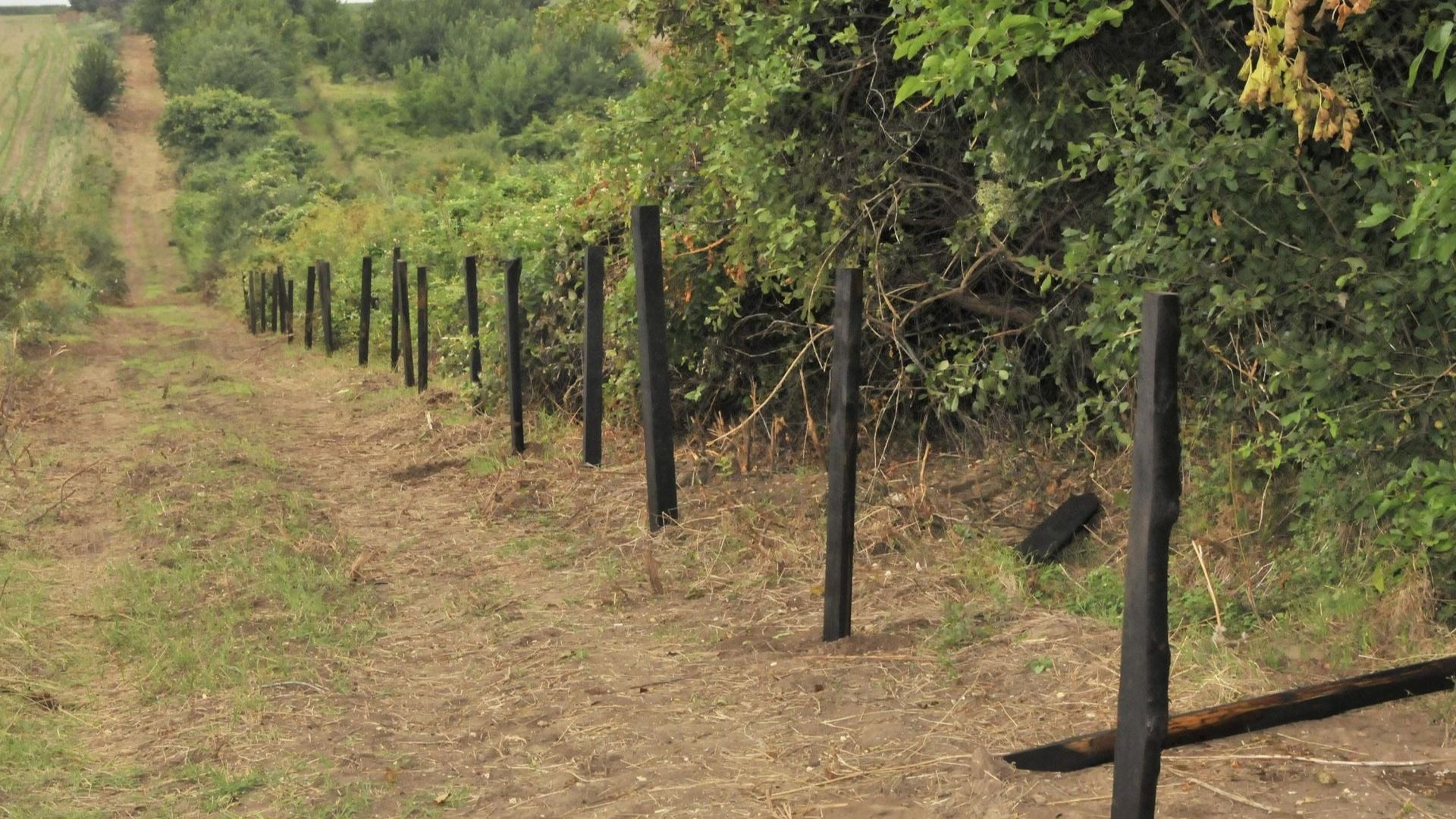 Всички диви свине и хищници в ловно стопанство Зеленка край
